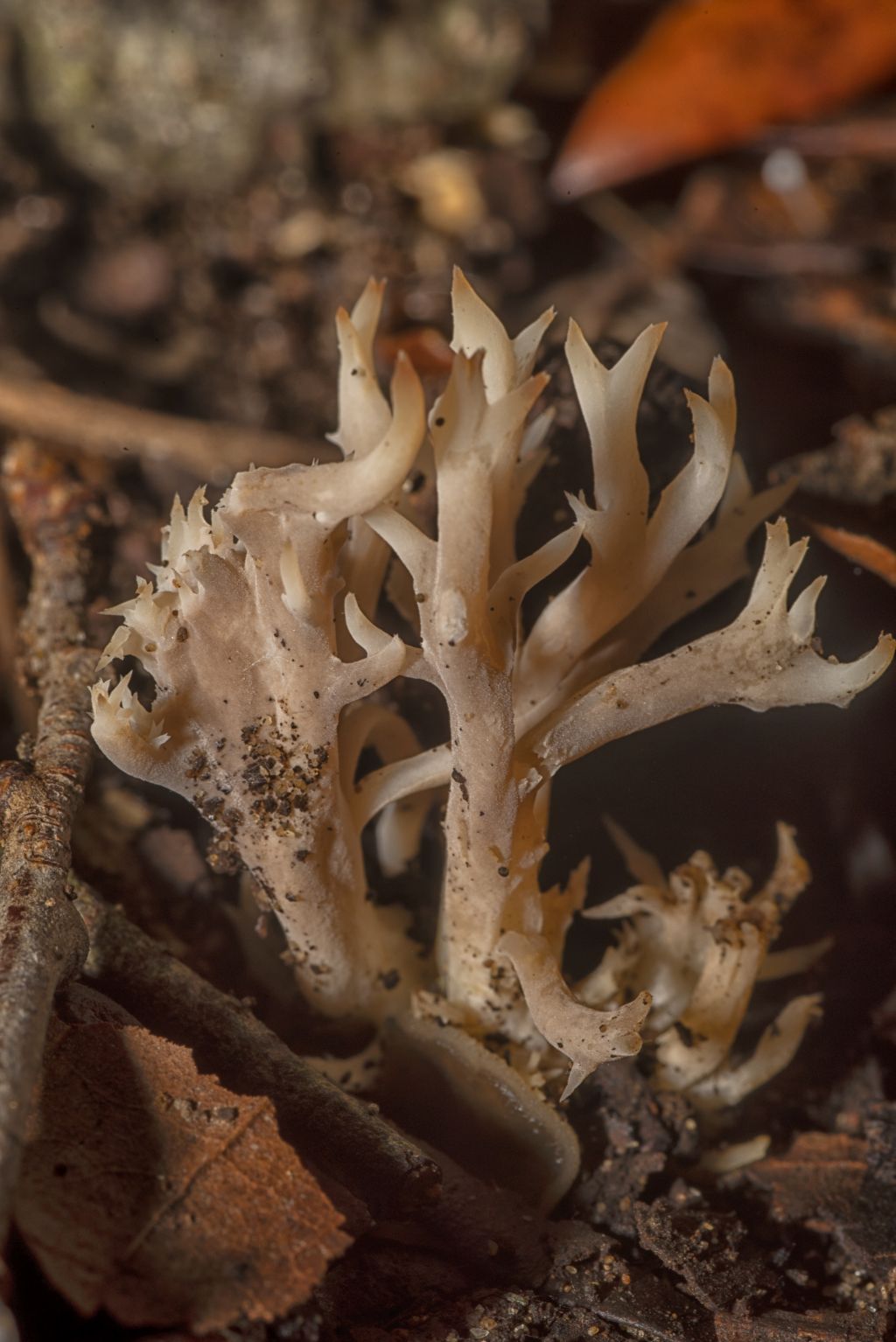 Il mondo dei funghi a Ostia